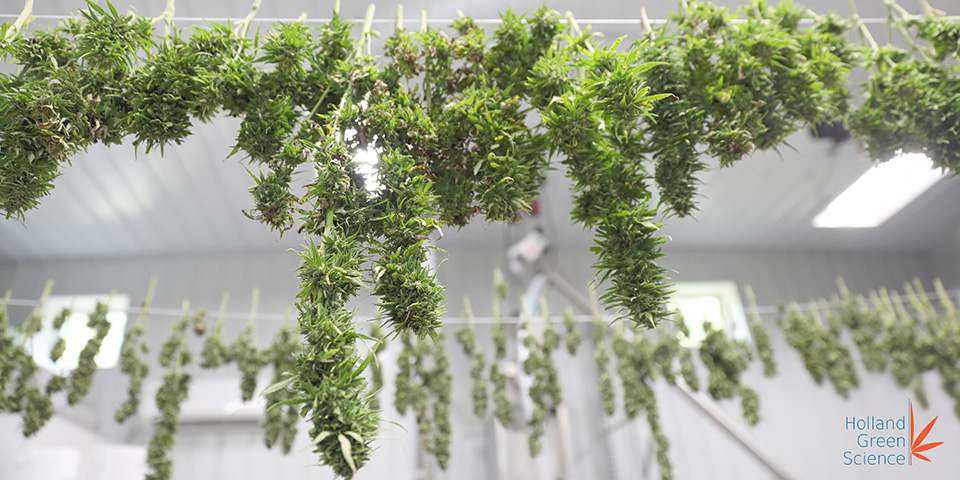 How To Use a Freeze Dryer To Dry and Cure Cannabis Flowers