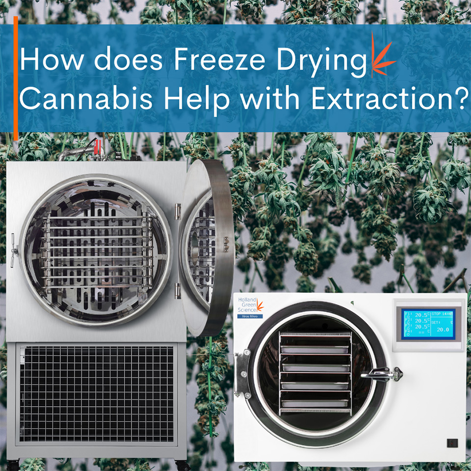 https://us.hollandgreenscience.com/files/HGS/news/freeze-drying-cannabis-for-extraction-title-image.jpg